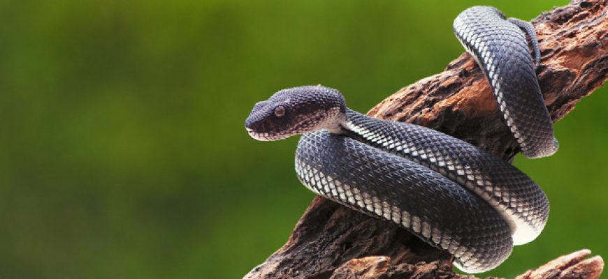 פחד מנחשים  – כל מה שצריך לדעת