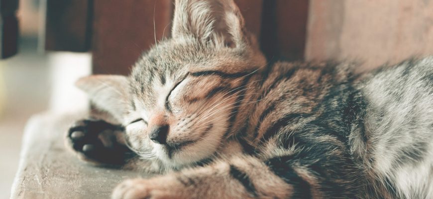 5 טיפים מנצחים לטיפול מסור בחתול שלכם