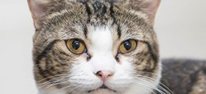 טיפול בחתולים – המלצות